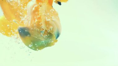 Lale yaprakları suya düşer. Geçmişi. Yavaş çekim.