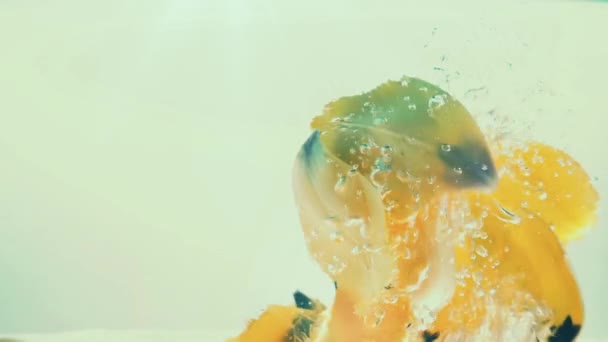 튤립의 은물에 떨어집니다 그라운드 — 비디오