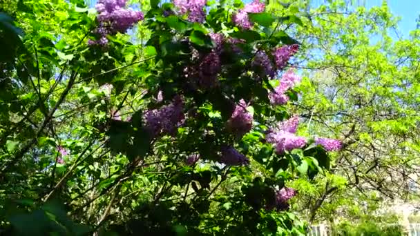 Lilac Flowers Tree — Stock Video