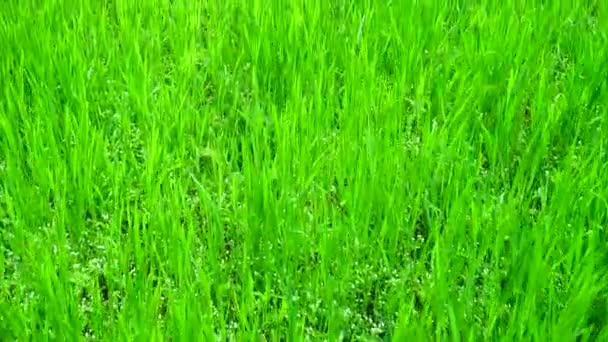 芝生エリアストック動画 ロイヤリティフリー芝生エリア動画 Depositphotos