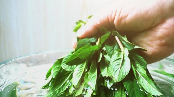 Cocinero Obtiene Hojas Menta Del Agua Movimiento Lento — Vídeos de Stock