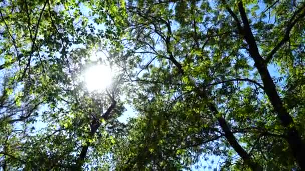 Árboles Primavera Sobre Fondo Del Sol Cielo — Vídeo de stock