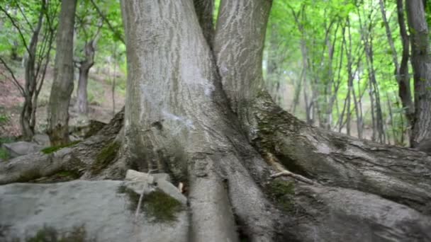 Disparando Las Montañas Raíces Árboles Madera Movimiento Lento — Vídeo de stock