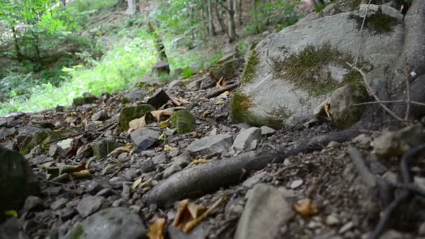 Pedras Pinheiros Movimento Lento Montanhas Pinheiros — Vídeo de Stock