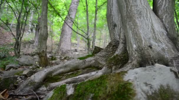 Raízes Árvores Madeira Movimento Lento Tiro Montanhas — Vídeo de Stock