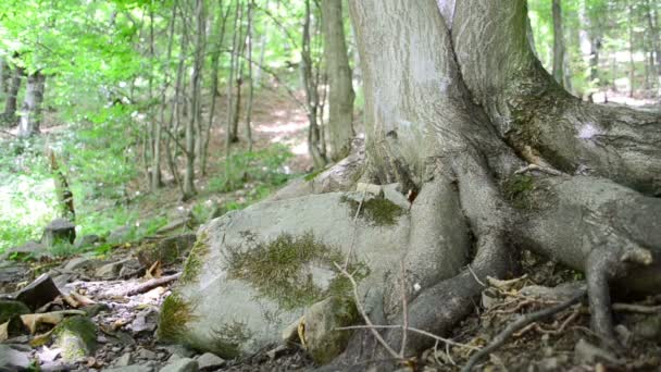 Baumwurzeln Holz Zeitlupe Schießen Den Bergen — Stockvideo