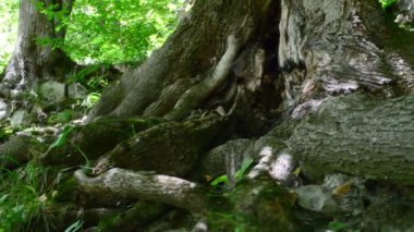 Dağlarda çekim yapmak. Ağaç kökleri, odun. Yavaş çekim.