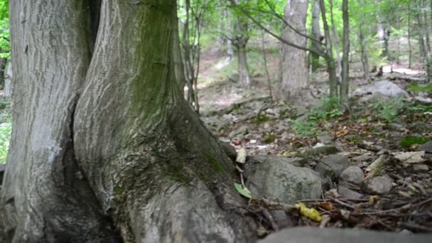 Disparando Las Montañas Raíces Árboles Madera Movimiento Lento — Vídeos de Stock