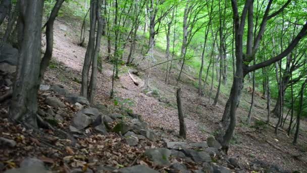 Piedras Pinos Cámara Lenta Montañas Pinos — Vídeo de stock