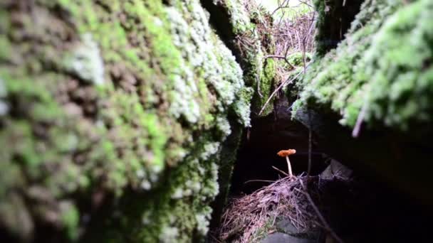岩石间的蘑菇慢动作苔藓和石头 — 图库视频影像