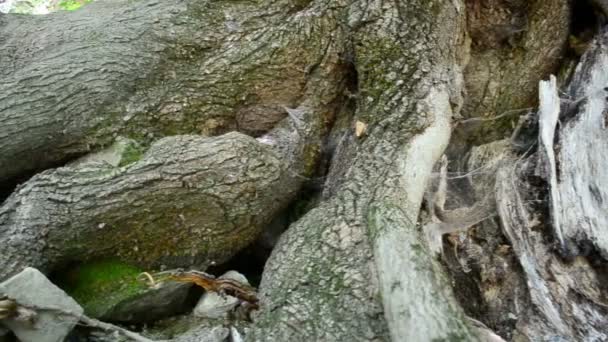 Tronco Raíces Árbol Viejo Cámara Lenta Tiro Verano Distrito Montaña — Vídeo de stock