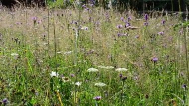 Çayırdaki çiçekler gibi. Yaz manzarası