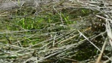 Çayırdaki saman. Kırsal alan