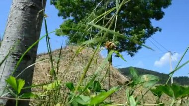 Dağlara karşı saman yığını. Saman ve gökyüzü