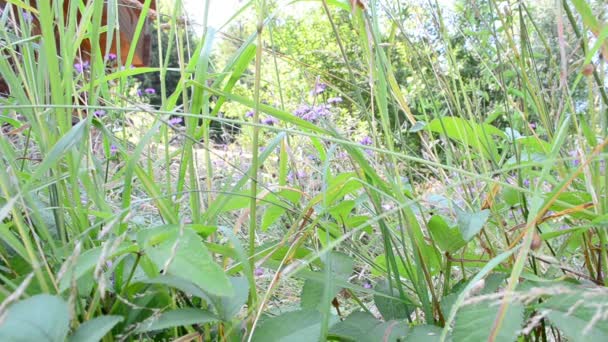 Zomer Landschap Bloemen Een Weide — Stockvideo