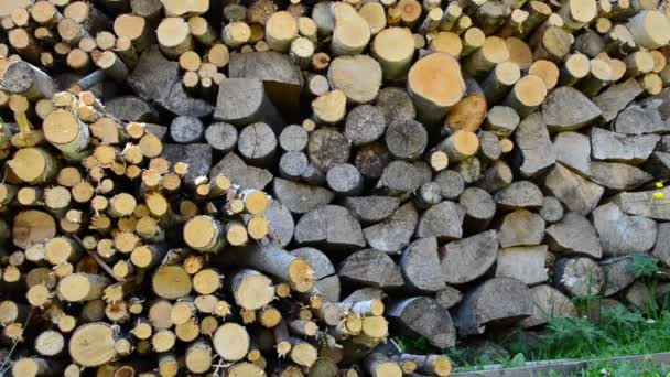 Firewood Yard Background Firewood — Stock Video