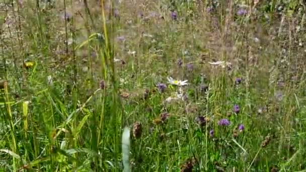 Blumen Auf Einer Wiese Sommerlandschaft — Stockvideo