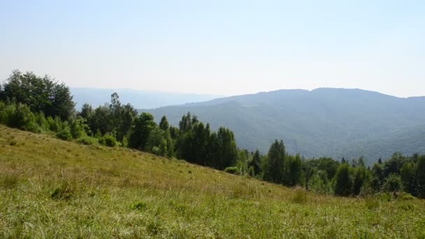 Pâturages Montagne Pâturages Été — Video