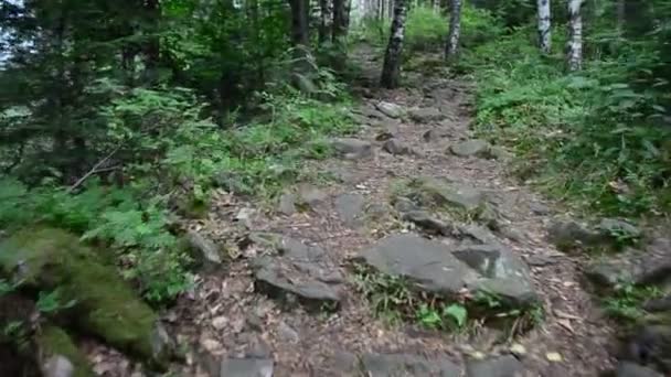 Passeggiata Tra Pini Pini Nel Bosco Estate — Video Stock