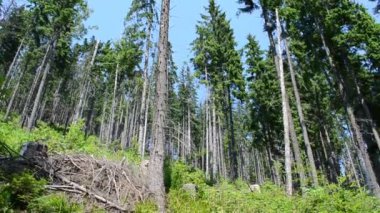 Güzel çam ağaçları. Çamlar dağlara karşı