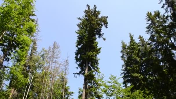 高山和木头 夏天的松树高 — 图库视频影像