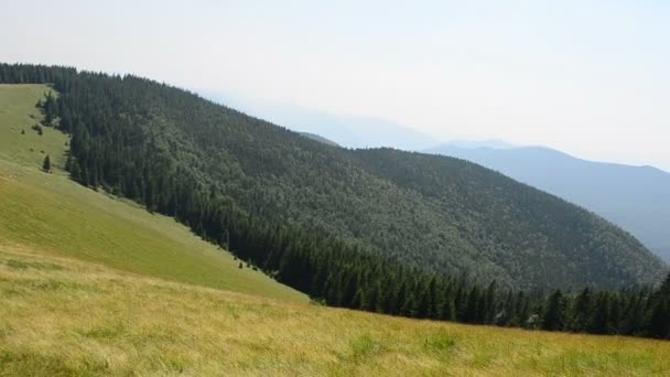 Pastos Verano Pastos Las Montañas — Vídeo de stock