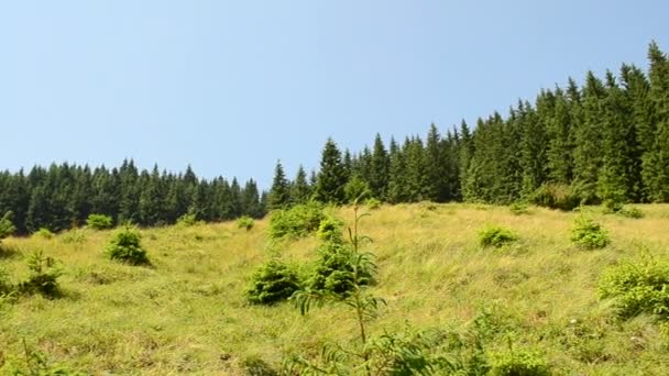 Berge Tiere Und Weideflächen Sommerliche Berglandschaft — Stockvideo