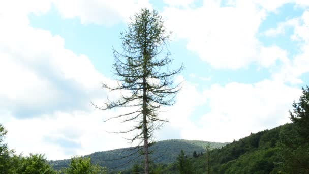 面对云彩松驰 山里的松树 — 图库视频影像