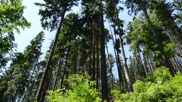 Naturaleza Montañas Madera Verano Las Montañas — Vídeos de Stock