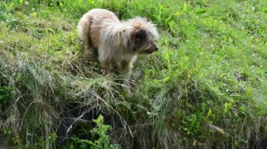 Köpek çimlerin üzerinde arama yapar. Delik arayan köpek.