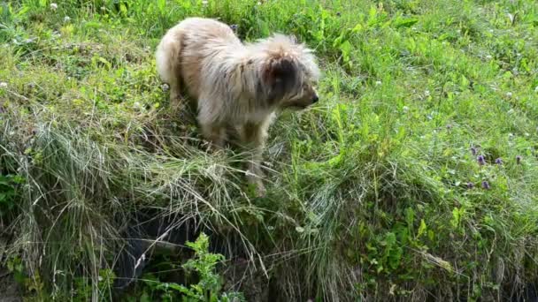 Hond Rommelt Een Gras Hond Zoek Naar Gaten — Stockvideo