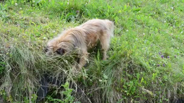 Hond Rommelt Een Gras Hond Zoek Naar Gaten — Stockvideo