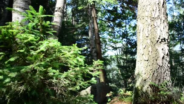 Bergwald Die Natur Den Bergen — Stockvideo