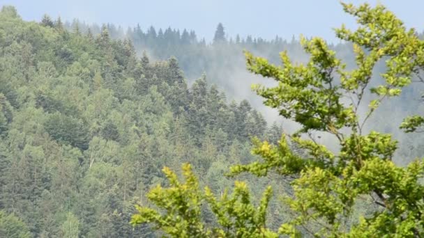 Vapeur Dans Les Montagnes Après Une Pluie — Video