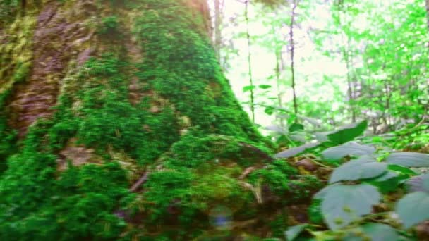 夏に撮影 山の木 スライダーによる撮影 — ストック動画