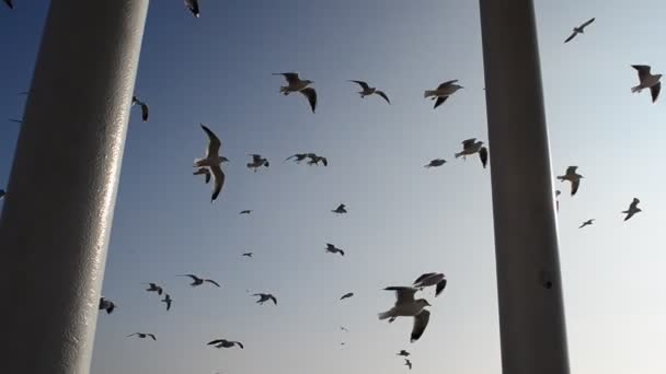 Arbor Mar Gaivotas Paisagem Marítima — Vídeo de Stock