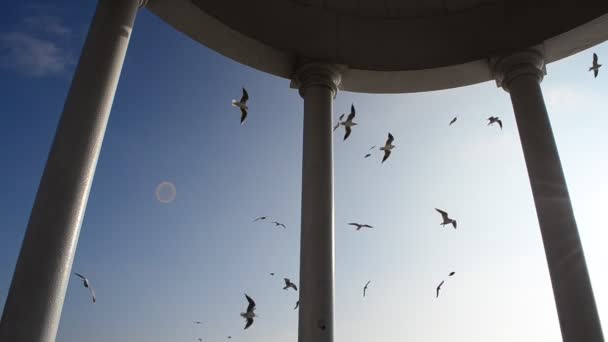 Arbor Mar Gaivotas Paisagem Marítima — Vídeo de Stock