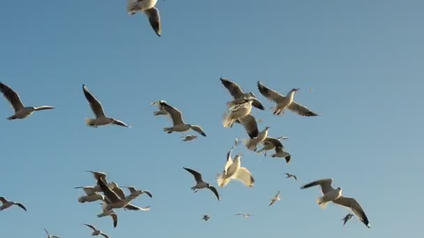 Seagulls Sky Sea Landscape — Stock Video