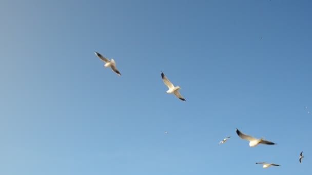 Paisaje Marino Gaviotas Cielo — Vídeos de Stock