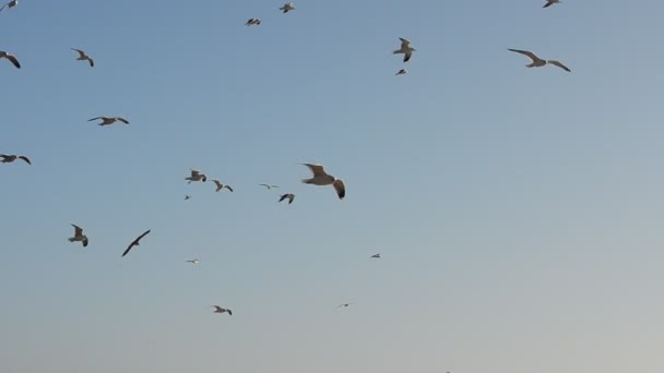 Gaviotas Cielo Paisaje Marino — Vídeos de Stock