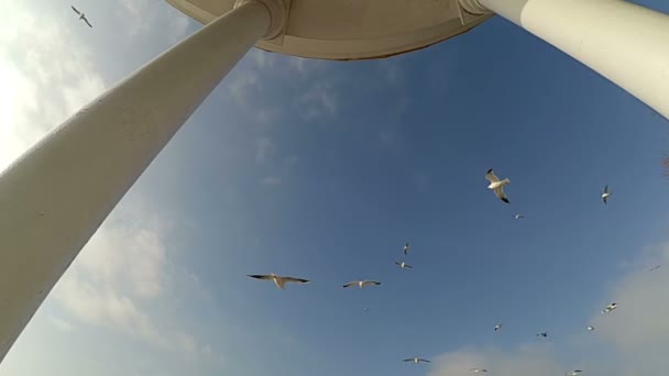 Gabbiani Cielo Rallentatore Porto Sul Mare Gabbiano — Video Stock