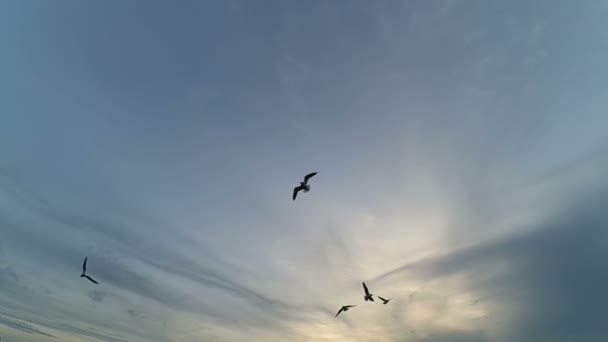 Gaivotas Céu Movimento Lento Gaivotas Sobre Mar — Vídeo de Stock