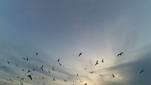 Gaviotas Cielo Cámara Lenta Gaviotas Sobre Mar — Vídeo de stock