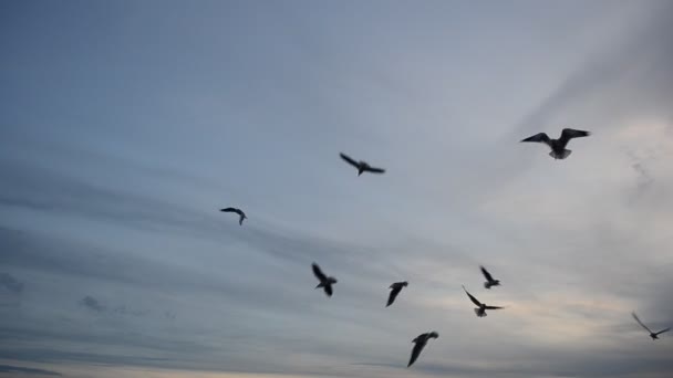 Deniz Martılar Deniz Akşamı — Stok video