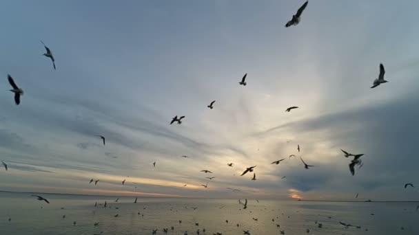 Gaivotas Céu Movimento Lento Gaivotas Sobre Mar — Vídeo de Stock