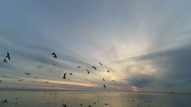 Чайки Над Морем Чайки Небі Повільний Рух — стокове відео