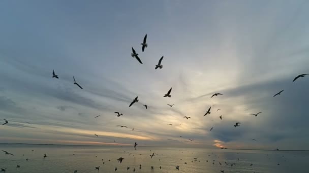 Чайки Небі Повільний Рух Чайки Над Морем — стокове відео