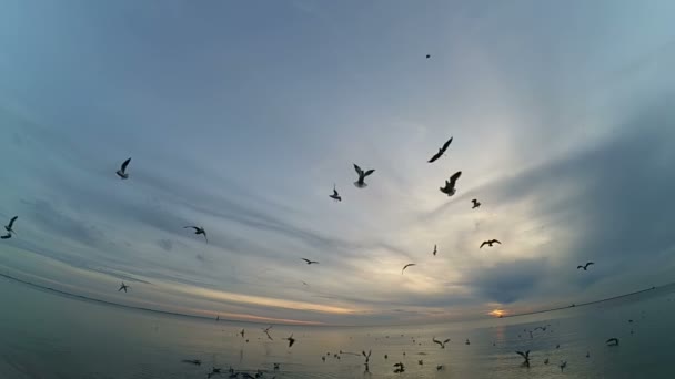 Fiskmåsar Över Havet Fiskmåsar Himlen Långsamma Rörelser — Stockvideo