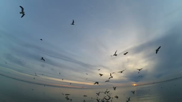 Fiskmåsar Himlen Fiskmåsar Över Havet — Stockvideo