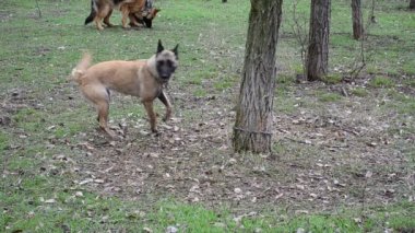 Köpekler bir sergide gösteri bekliyor. Köpek yetiştirme sergisi. Ukrayna, Berdyansk.